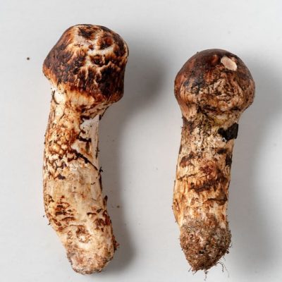 High-Altitude Organic Dried Matsutake （dry）