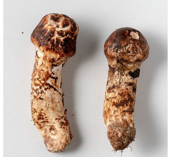 High-Altitude Organic Dried Matsutake （dry）