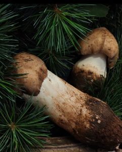 High-Altitude Organic Dried Matsutake （dry） - Image 2