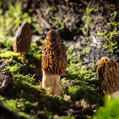 Wild High-Altitude Morels （dry）