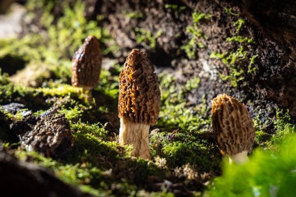 Wild High-Altitude Morels （dry）