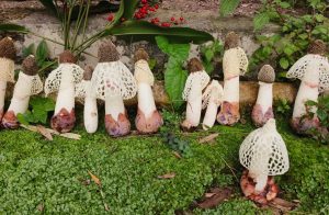 Wild Bamboo Mushrooms | Snow-White Skirts & Hollow Stems （dry） - Image 5