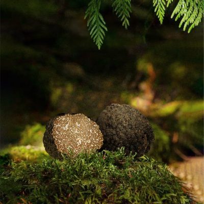 Natural Black Truffles（dry）
