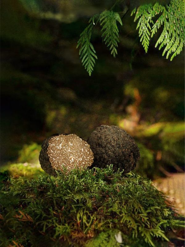 Natural Black Truffles（dry）