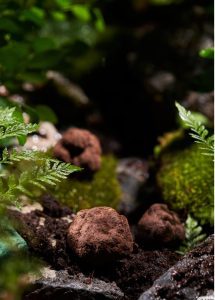 Natural Black Truffles（dry） - Image 2