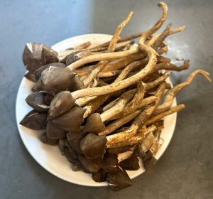 Wild High-Altitude Chicken Mushrooms （dry） - Image 2
