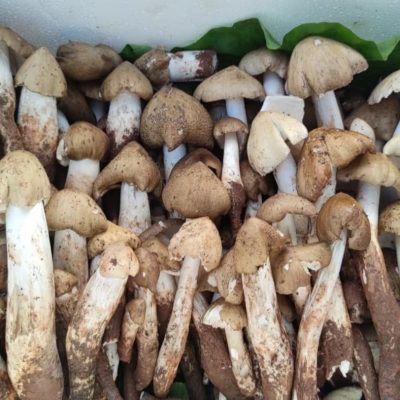 Wild High-Altitude Chicken Mushrooms （dry）