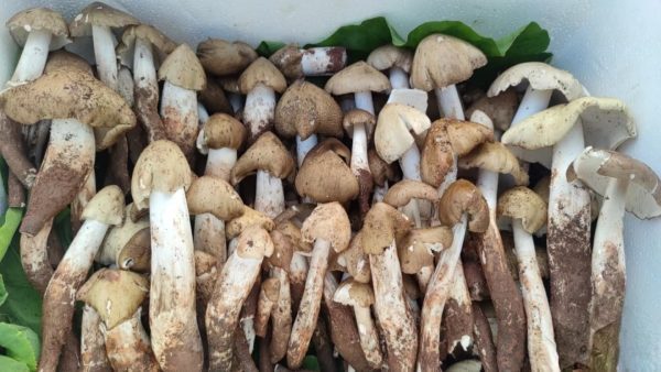 Wild High-Altitude Chicken Mushrooms （dry）