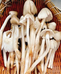 Wild High-Altitude Chicken Mushrooms （Dried） - Image 3
