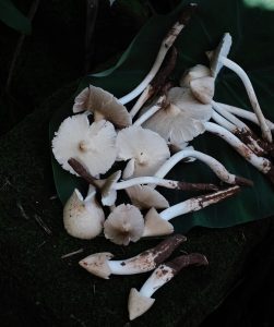 Wild High-Altitude Chicken Mushrooms （Dried） - Image 2