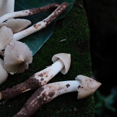 Wild High-Altitude Chicken Mushrooms （Dried）