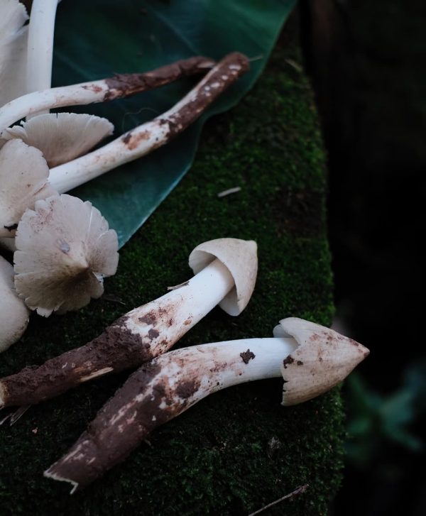 Wild High-Altitude Chicken Mushrooms （Dried）